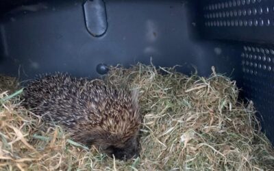 A Little Hedgehog Adventure