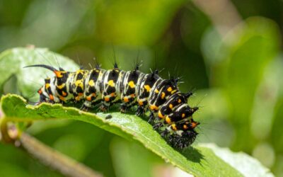 Exploring Caterpillars in Squirrels and Butterflies Class!