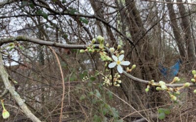 Hartcliffe Chestnut Room Explores Growing and Goldilocks
