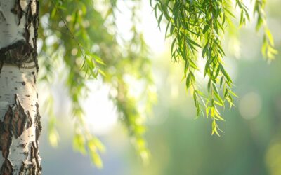 Project Willow: Build a Wigloo at Hartcliffe Nursery School