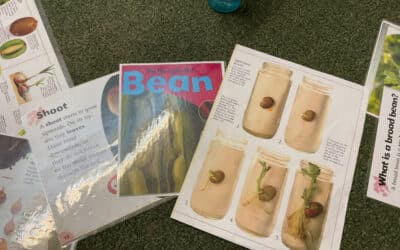 From Seed to Sprout: Beech and Chestnut Explore Broad Beans