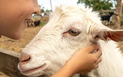 Free Family Activities at Hartcliffe City Farm